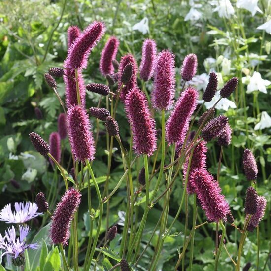Sanguisorba menziesii
